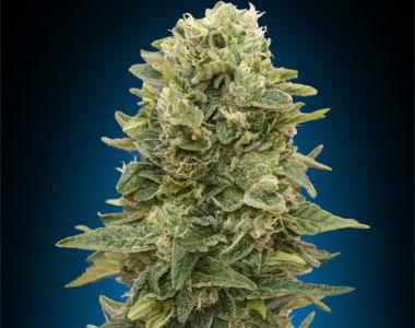 OO Seeds - Female Mix cannabis seed