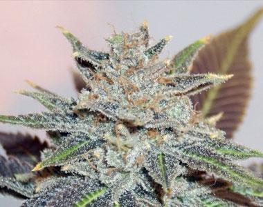 BC Bud Depot - Night Nurse cannabis seed