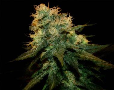 Genehtik Seeds - Northern Lights X cannabis seed