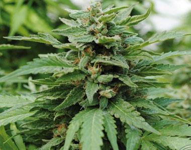 Kannabia Seeds - Karribean Mango cannabis seed