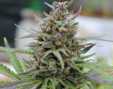 Kannabia Seeds - Baby Boom Auto cannabis seed