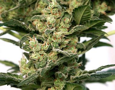 Mandala Seeds - Point of No Return cannabis seed