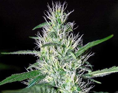 Mr Nice Seeds - Critical Widow cannabis seed