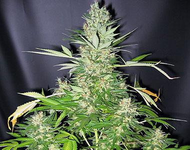 Mr Nice Seeds - G13 x Skunk cannabis seed