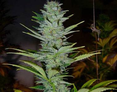Mr Nice Seeds - Master Kush x Skunk cannabis seed