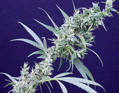 Mr Nice Seeds - Neville\'s Haze x Mango cannabis seed
