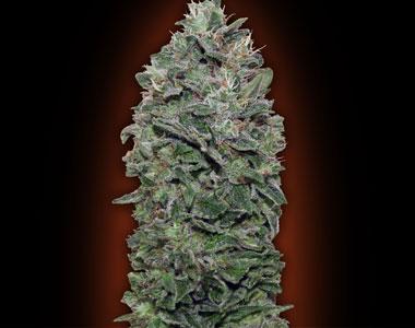 OO Seeds - Sweet Soma cannabis seed
