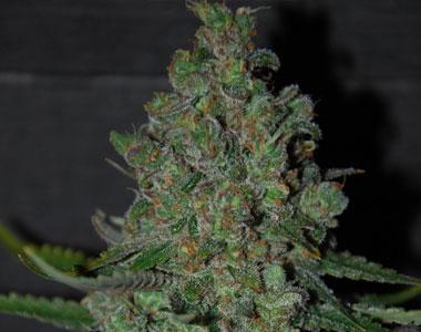 Green House Seeds - Original Sensible Chronic Lights cannabis seed