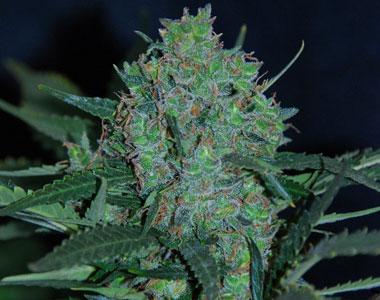 Original Sensible Seed Company - Black JH Auto cannabis seed