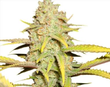 Royal Queen Seeds - O.G. Kush cannabis seed