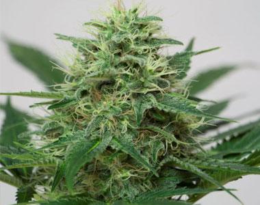 Royal Queen Seeds - Somango XL cannabis seed