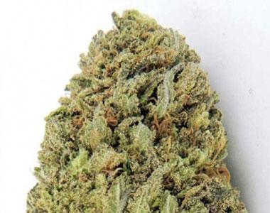 Royal Queen Seeds - Candy Kush Express Fast V cannabis seed
