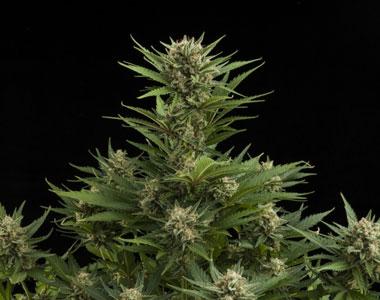 Royal Queen Seeds - Sweet Skunk Auto cannabis seed