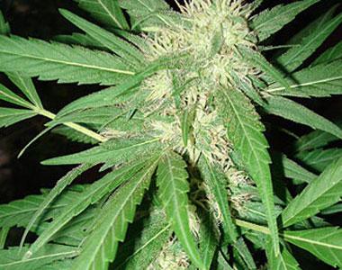 Seeds of Africa - Coffee Gold cannabis seed