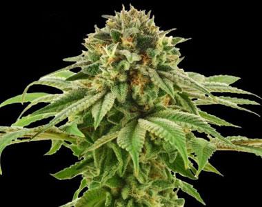 DNA Genetics - Grape X LA cannabis seed