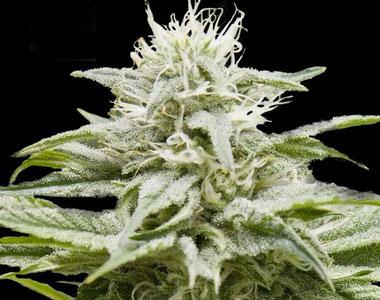 DNA Genetics - Island - Maui x LA cannabis seed