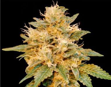 DNA Genetics - SnowLAnd cannabis seed