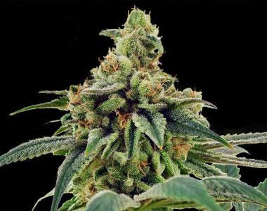 DNA Genetics - Training Day cannabis seed