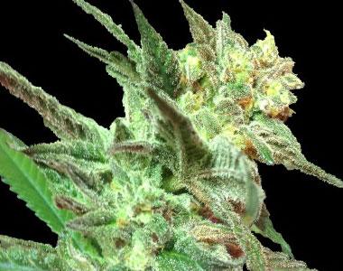 DNA Genetics - Honey Boo Boo - Bubba Kush x Capt Krypt OG cannabis seed