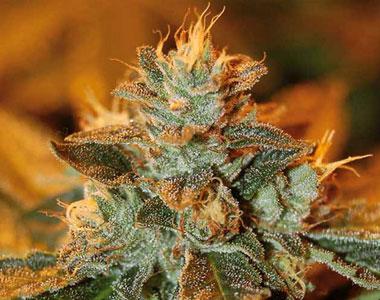 DNA Genetics - Kandy Kush x Skunk cannabis seed