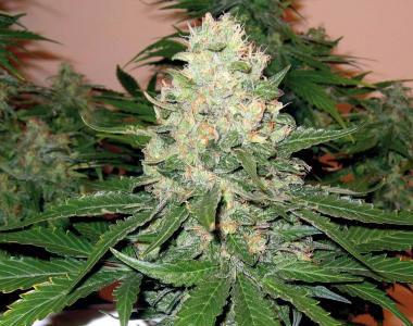 DNA Genetics - OG #18 X Skunk cannabis seed