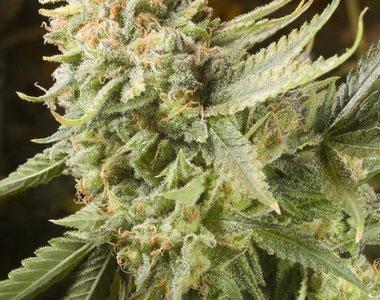 Elemental Seeds - Gummy Bear cannabis seed