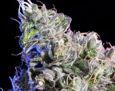 Elemental Seeds - Huckle Berry cannabis seed