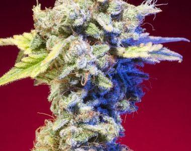 Elemental Seeds - Mango Tango cannabis seed