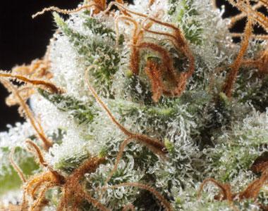 Elemental Seeds - Grizzly Kush cannabis seed