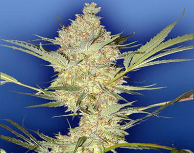 Flying Dutchmen Seeds - The Real McCoy cannabis seed