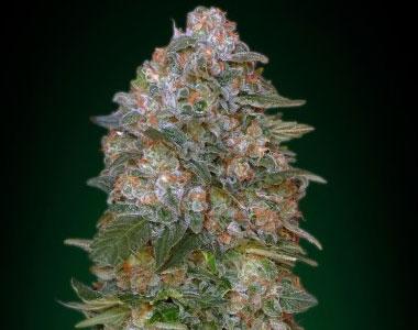 Advanced Seeds - Critical Soma Auto cannabis seed