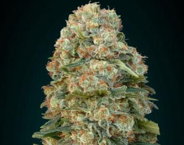 Advanced Seeds - Afghan Skunk Auto cannabis seed