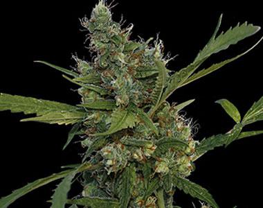 Barneys Farm - Morning Glory cannabis seed