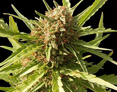 Barneys Farm - Red Cherry Berry cannabis seed