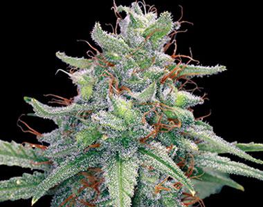 Barneys Farm - Auto Blue Cheese cannabis seed