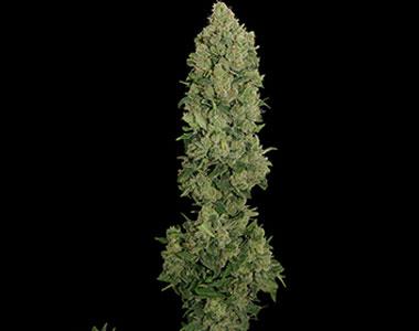 Barneys Farm - Auto NYC Diesel cannabis seed