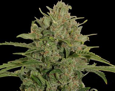 Barneys Farm - Triple Cheese cannabis seed