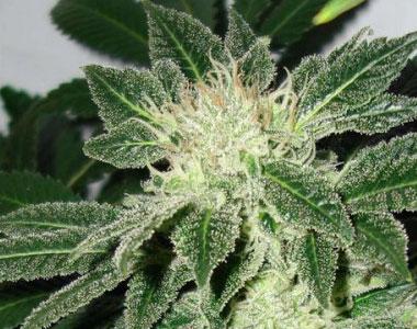 Blimburn Seeds - Little Boy cannabis seed