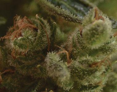 C.B.D. Seeds - One To One cannabis seed