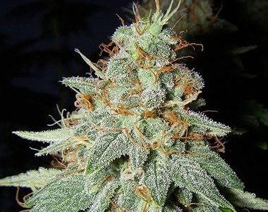 Big Buddha - Cheese (x Cheese Reversed) cannabis seed