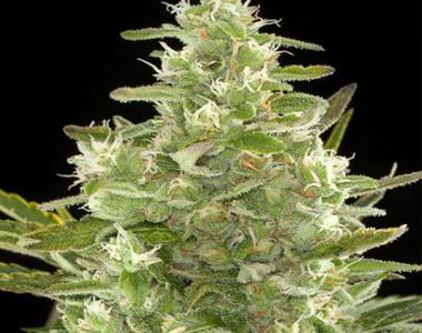 Big Buddha - Buddha Haze Automatic cannabis seed