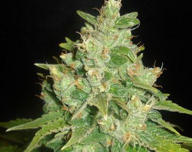 Delicious - Sugar Black Rose Auto cannabis seed