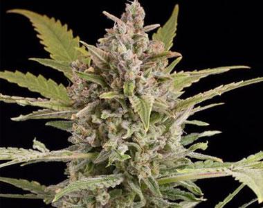 Dinafem - Critical + 2.0 Auto cannabis seed