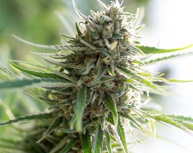 Dinafem - Critical Mass CBD cannabis seed