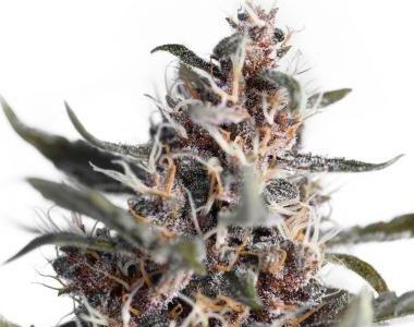 Dutch Passion - Blackberry Kush Auto cannabis seed