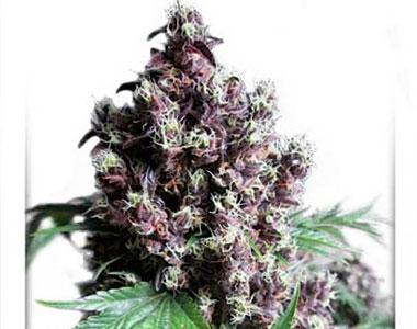 Dutch Passion - Frisian Duck cannabis seed