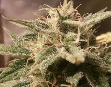 Female Seeds - Auto Bubble cannabis seed