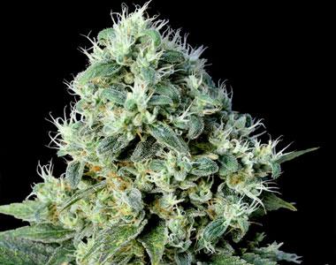 Genehtik Seeds - Santa Bilbo cannabis seed