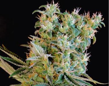 Genehtik Seeds - Amnesia Bilbo Auto cannabis seed