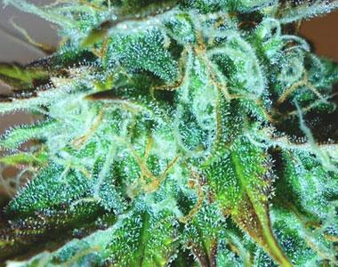 Medicann - Black Afghani Kush cannabis seed